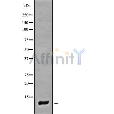 Western blot analysis of COX7A1 using 293 whole cell lysates