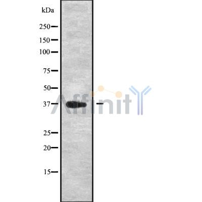 Western blot analysis of DEDD using K562 whole cell lysates