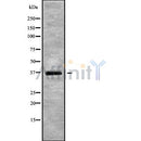 Western blot analysis of DNAJB2 using HUVEC whole cell lysates