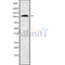 Western blot analysis GRIP2 using HeLa whole cell lysates