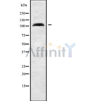 Western blot analysis GRIP2 using HeLa whole cell lysates