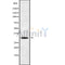 Western blot analysis IL22RA2 using HepG2 whole cell lysates