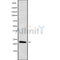 Western blot analysis IFNW1 using HUVEC whole cell lysates