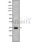 Western blot analysis IL1F7 using HepG2 whole cell lysates