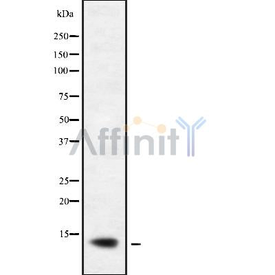 Western blot analysis of extracts from mouse lung, using XCL1/2 Antibody.