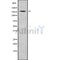 Western blot analysis of CCNB3 using K562 whole cell lysates