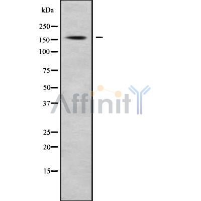 Western blot analysis of CCNB3 using K562 whole cell lysates