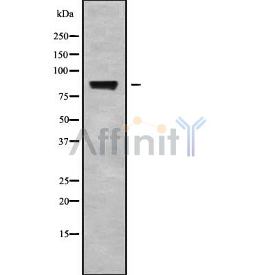 Western blot analysis STRN using 293 whole cell lysates