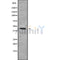 Western blot analysis of KLF17 using HeLa whole cell lysates
