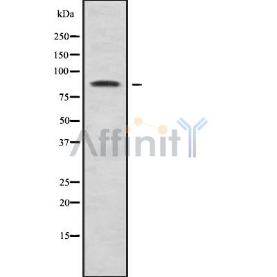 Western blot analysis ORC3 using 293 whole cell lysates