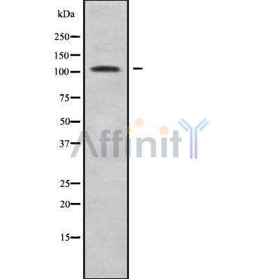 Western blot analysis SNF1LK2 using HT-29 whole cell lysates