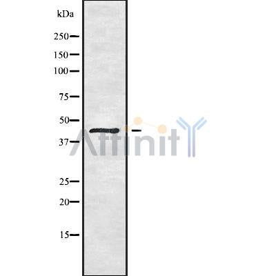 Western blot analysis of extracts from mouse liver ,mouse lung, using TSSK1 Antibody.