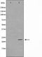 AF0710 staining Hela by IF/ICC. The sample were fixed with PFA and permeabilized in 0.1% Triton X-100,then blocked in 10% serum for 45 minutes at 25¡ãC. The primary antibody was diluted at 1/200 and incubated with the sample for 1 hour at 37¡ãC. An  Alexa Fluor 594 conjugated goat anti-rabbit IgG (H+L) Ab, diluted at 1/600, was used as the secondary antibod