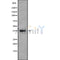 Western blot analysis of CD1B using HepG2 whole cell lysates
