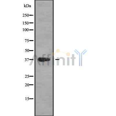 Western blot analysis of CD1B using HepG2 whole cell lysates