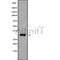 Western blot analysis of CD200 using HepG2 whole cell lysates