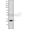Western blot analysis IL28A using 293 whole cell lysates