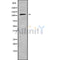Western blot analysis of PSD4 using HT-29 whole cell lysates