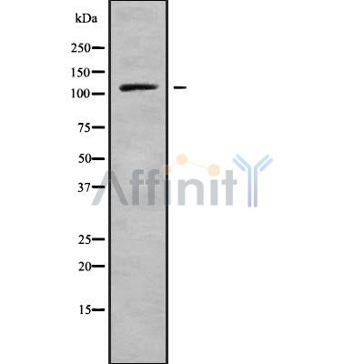 Western blot analysis of PSD4 using HT-29 whole cell lysates