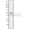 Western blot analysis of RGMB using COLO205 whole cell lysates