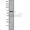 Western blot analysis of ECM1 using HUVEC whole cell lysates