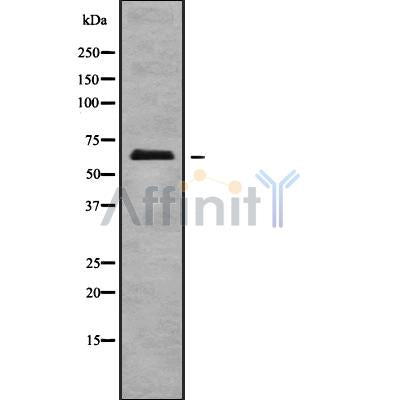 Western blot analysis of ECM1 using HUVEC whole cell lysates