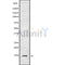Western blot analysis of CXCL17 using HUVEC whole cell lysates