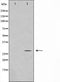 Western blot analysis on rat brain cell lysate using MOBL3 Antibody,The lane on the left is treated with the antigen-specific peptide.