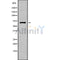 PODN Antibody