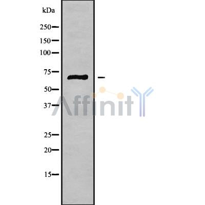 PODN Antibody