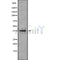 Western blot analysis OPTC using HT-29 whole cell lysates
