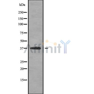 Western blot analysis OPTC using HT-29 whole cell lysates