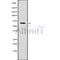 Western blot analysis of extracts from mouse liver,mouse lung, using LINGO2 Antibody.