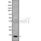 Western blot analysis FDCSP using HepG2 whole cell lysates