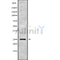 Western blot analysis GH1 using COLO205 whole cell lysates