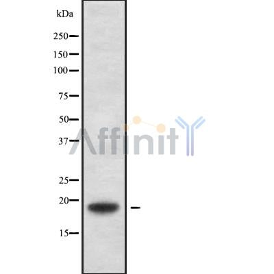 Western blot analysis of TXN2 using HepG2 whole cell lysates