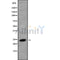 Western blot analysis of extracts from mouse muscle, using CREG1 Antibody.