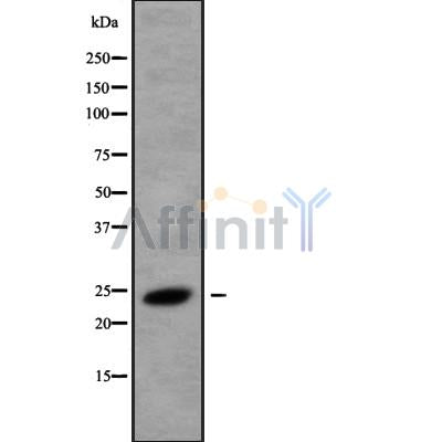 Western blot analysis of extracts from mouse muscle, using CREG1 Antibody.
