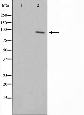AF0576 staining HeLa by IF/ICC. The sample were fixed with PFA and permeabilized in 0.1% Triton X-100,then blocked in 10% serum for 45 minutes at 25¡ãC. The primary antibody was diluted at 1/200 and incubated with the sample for 1 hour at 37¡ãC. An  Alexa Fluor 594 conjugated goat anti-rabbit IgG (H+L) Ab, diluted at 1/600, was used as the secondary antibod