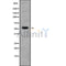 Western blot analysis of C3AR1 using 293 whole cell lysates