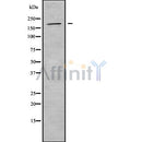 Western blot analysis of extracts from 293, using BAI3 Antibody. Lane 1 was treated with the blocking peptide.
