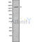 Western blot analysis of extracts from 293, using BAI3 Antibody. Lane 1 was treated with the blocking peptide.