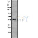 Western blot analysis of CCR10 using COLO205 whole cell lysates