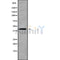 Western blot analysis of CCR6 using HT-29 whole cell lysates