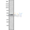 Western blot analysis of C5AR1 using HUVEC whole cell lysates