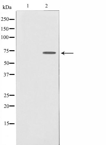 AF0607 staining Hela by IF/ICC. The sample were fixed with PFA and permeabilized in 0.1% Triton X-100,then blocked in 10% serum for 45 minutes at 25¡ãC. The primary antibody was diluted at 1/200 and incubated with the sample for 1 hour at 37¡ãC. An  Alexa Fluor 594 conjugated goat anti-rabbit IgG (H+L) Ab, diluted at 1/600, was used as the secondary antibod