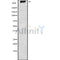 Western blot analysis GPR98 using K562 whole cell lysates