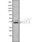 Western blot analysis of extracts from mouse liver and HepG2 and rat muscle and mouse spleen, using OR4F15 Antibody.
