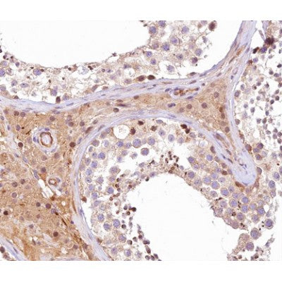 AF0425 at 1/100 staining human testis tissue sections by IHC-P. The tissue was formaldehyde fixed and a heat mediated antigen retrieval step in citrate buffer was performed. The tissue was then blocked and incubated with the antibody for 1.5 hours at 22¡ãC. An HRP conjugated goat anti-rabbit antibody was used as the secondary
