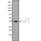 Western blot analysis of extracts from mouse liver and HepG2 and rat muscle and mouse spleen, using OR52E6/52E8 Antibody.